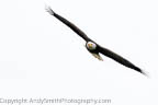 Adult Bald EAgle in Flight